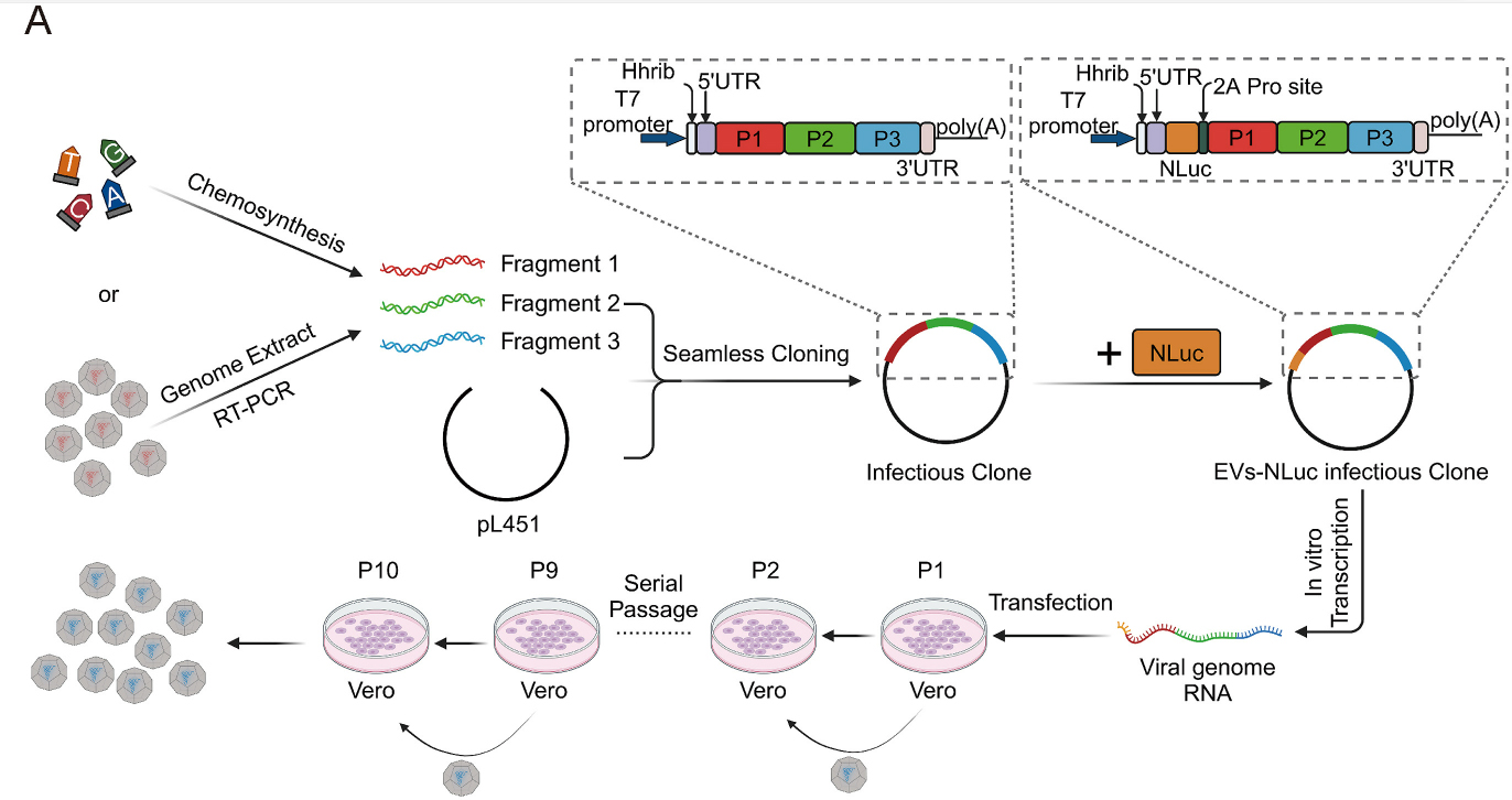 Integration of HiBiT into enteroviruses: A universal tool for advancing enterovirus virology research